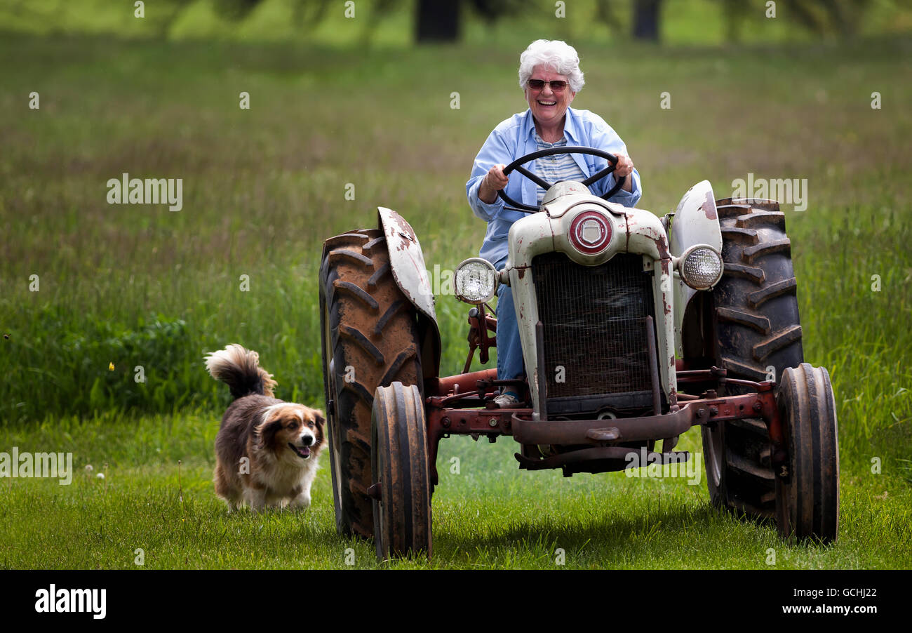 Une femme âgée, avec un grand sourire sur son visage, au volant d'une vieille Ford Tracteur Jubilé vers l'appareil photo avec son chien suivant derrière Banque D'Images
