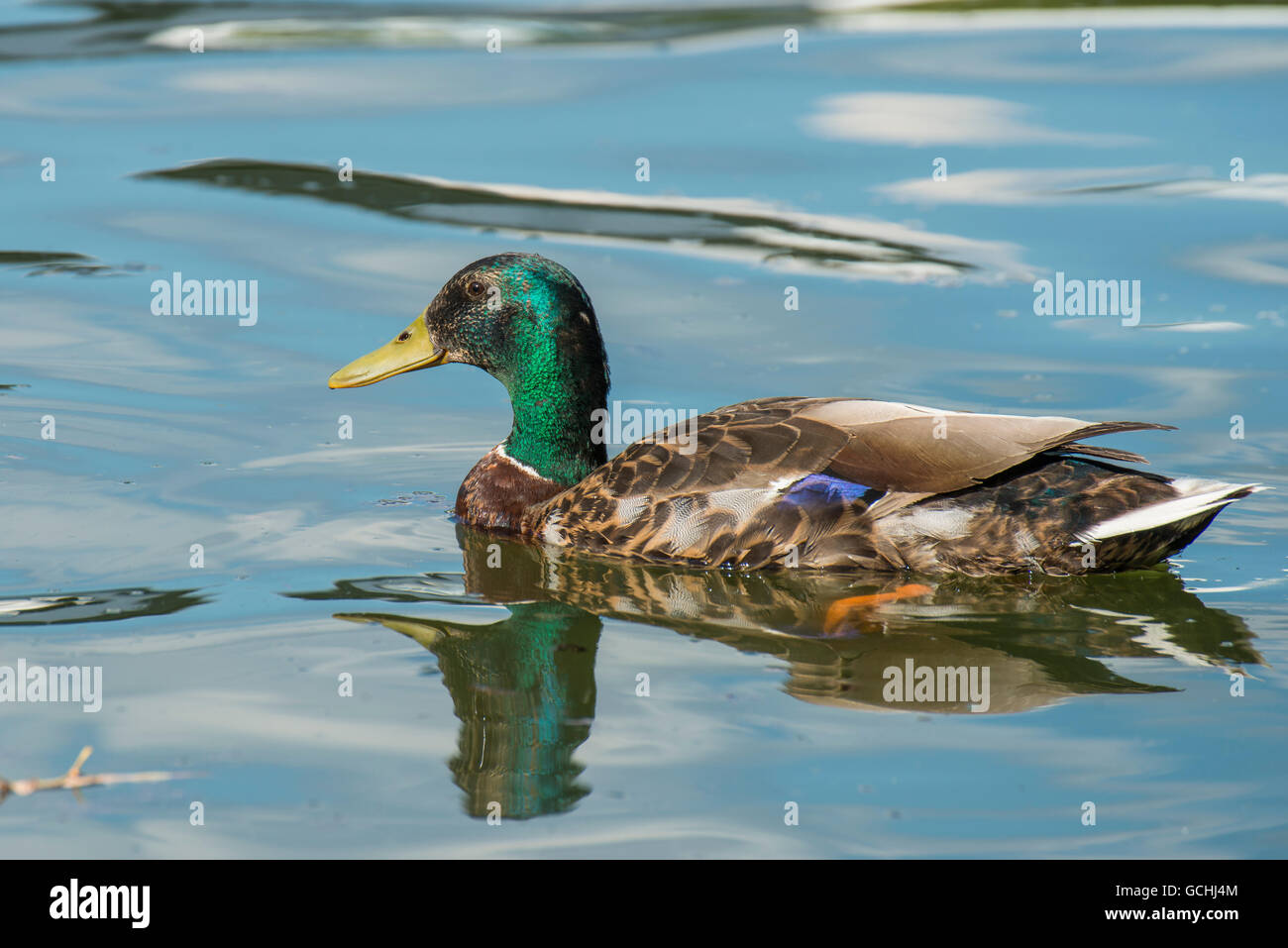 Un canard colvert natation sur un lac Banque D'Images
