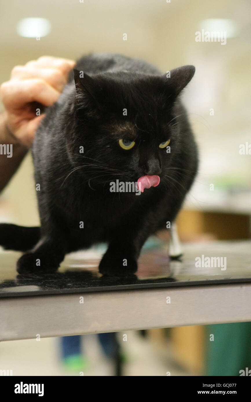 Chat avec une paire de pieds prothétiques Banque D'Images