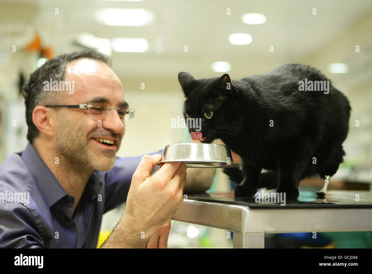 Chat avec une paire de pieds prothétiques Banque D'Images