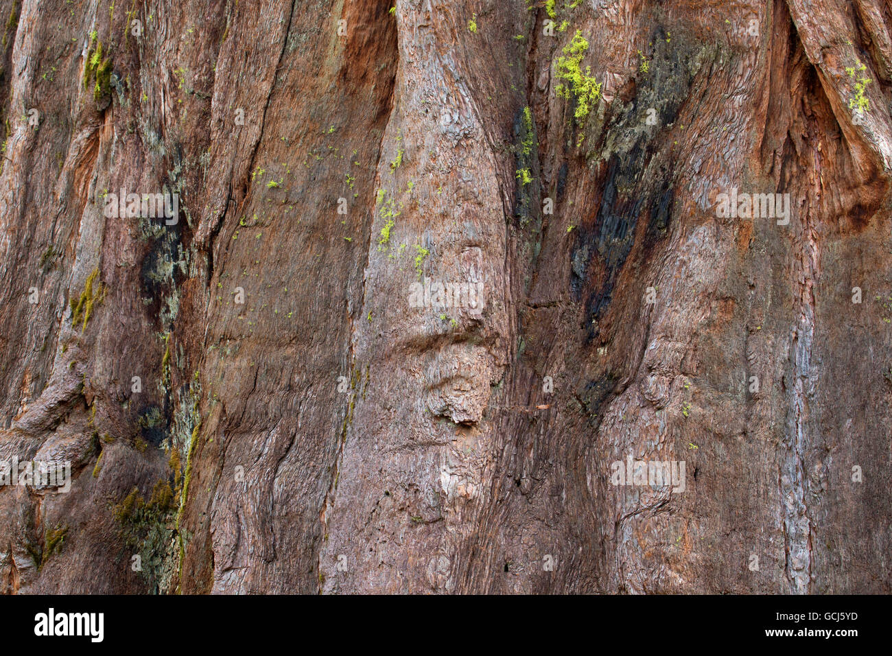 L'écorce de séquoia en Amérique du Grove, parc d'État Calaveras Big Trees, Ebbetts Pass National Scenic Byway, Californie Banque D'Images