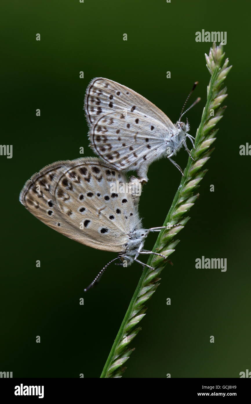 Herbe pâle bleu ; Pseudozizeeria ; les papillons maha sur l'herbe d'accouplement ; Fung Yuen butterfly réserver ; Hong Kong Banque D'Images