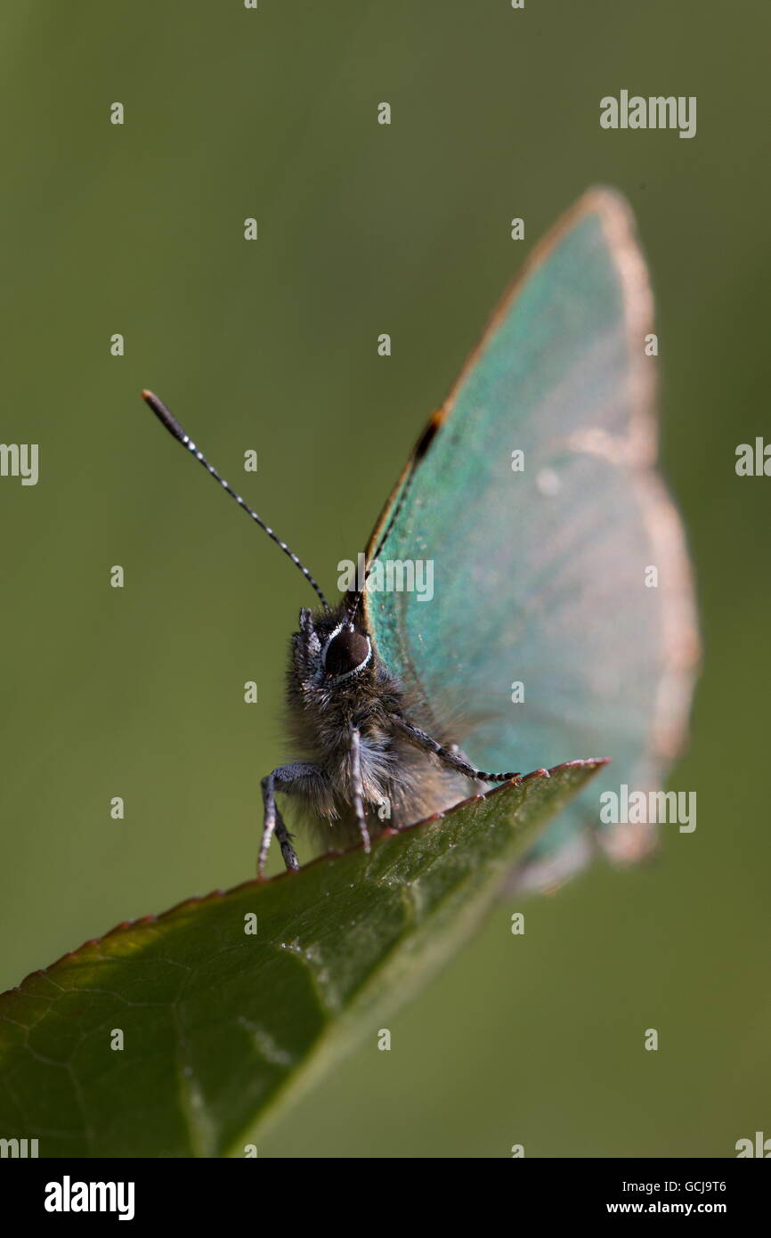 Green Hairstreak Callophrys rubi ; papillon ; seul sur la tête des feuilles sur fond vert ; ; ; ; UK Devon Dartmoor Banque D'Images