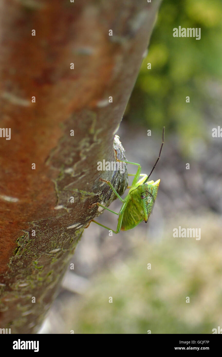 Vue de derrière le bouclier de l'aubépine (Acanthosoma haemorrhoidale bug) sur le tronc d'un jeune bouleau verruqueux (Betula pendula) tree Banque D'Images