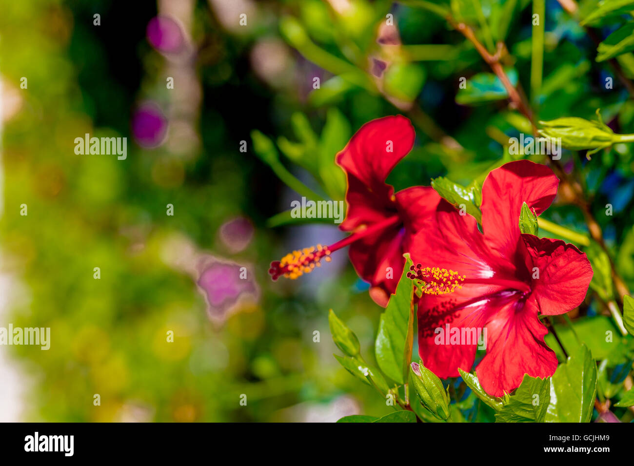 Détails de fleurs d'hibiscus rouge Banque D'Images