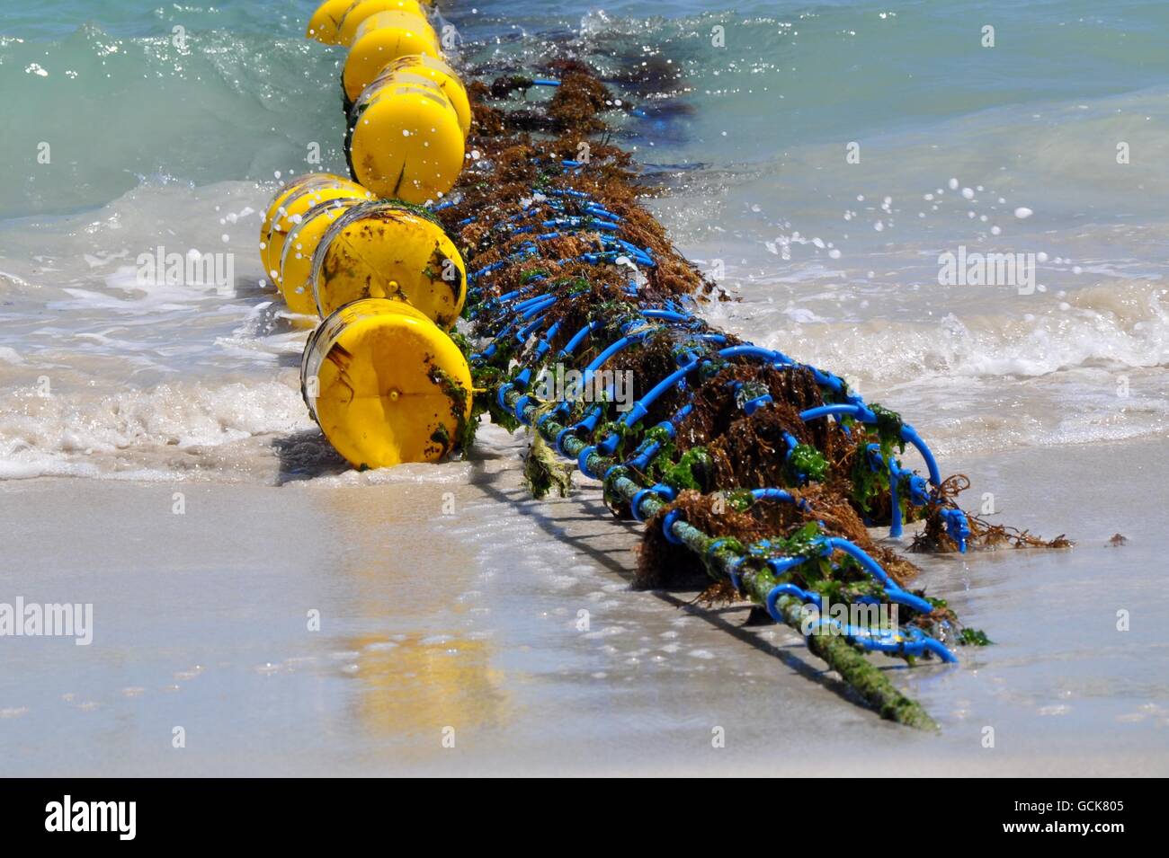 Le jaune vif et le requin bleu bord net dans les eaux de l'Océan Indien à Coogee Beach à Coogee, l'ouest de l'Australie. Banque D'Images