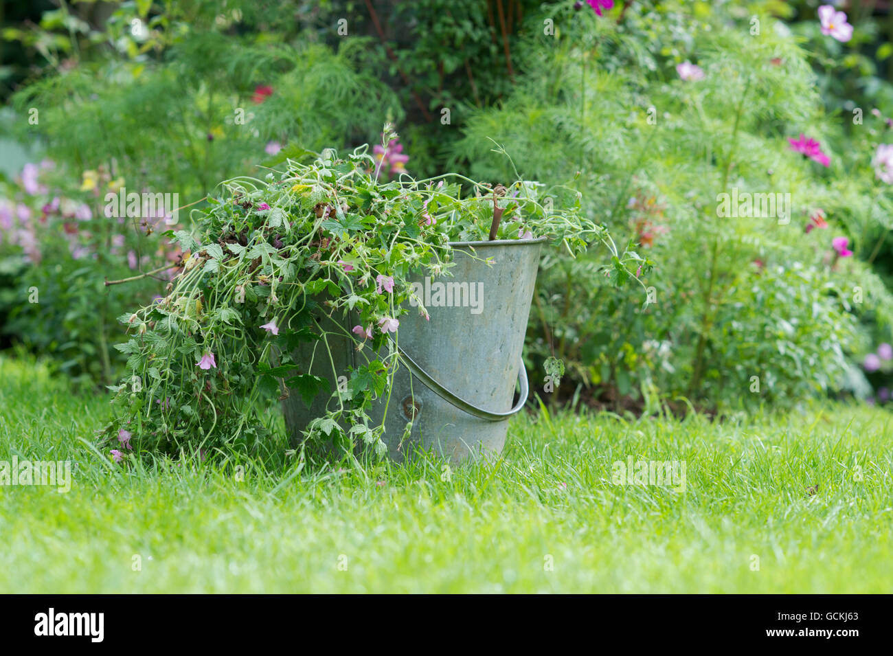 Mort de compensation du jardin des plantes de géranium dans un seau en métal. UK Banque D'Images