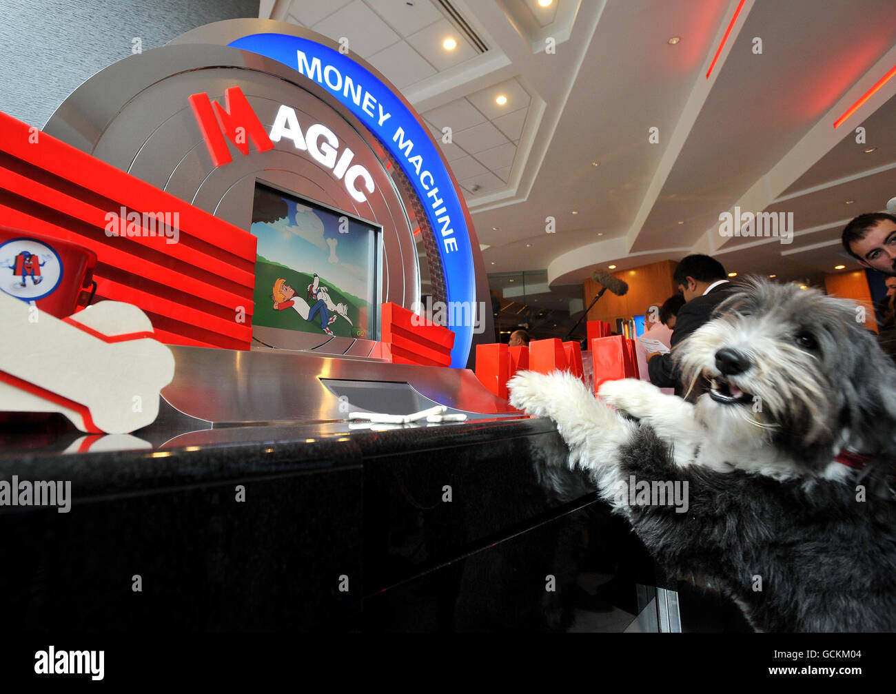 Hugo, un Collie barbu, dans la nouvelle succursale de Metro Bank à Holborn, dans le centre de Londres. La première grande banque de rue à être lancée au Royaume-Uni depuis plus de 100 ans a ouvert ses portes à ses clients aujourd'hui, mais ses produits ont reçu une réponse mitigée de la part des commentateurs de l'industrie. Banque D'Images
