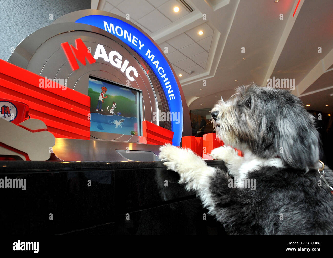 Hugo, un Collie barbu, dans la nouvelle succursale de Metro Bank à Holborn, dans le centre de Londres. La première grande banque de rue à être lancée au Royaume-Uni depuis plus de 100 ans a ouvert ses portes à ses clients aujourd'hui, mais ses produits ont reçu une réponse mitigée de la part des commentateurs de l'industrie. Banque D'Images