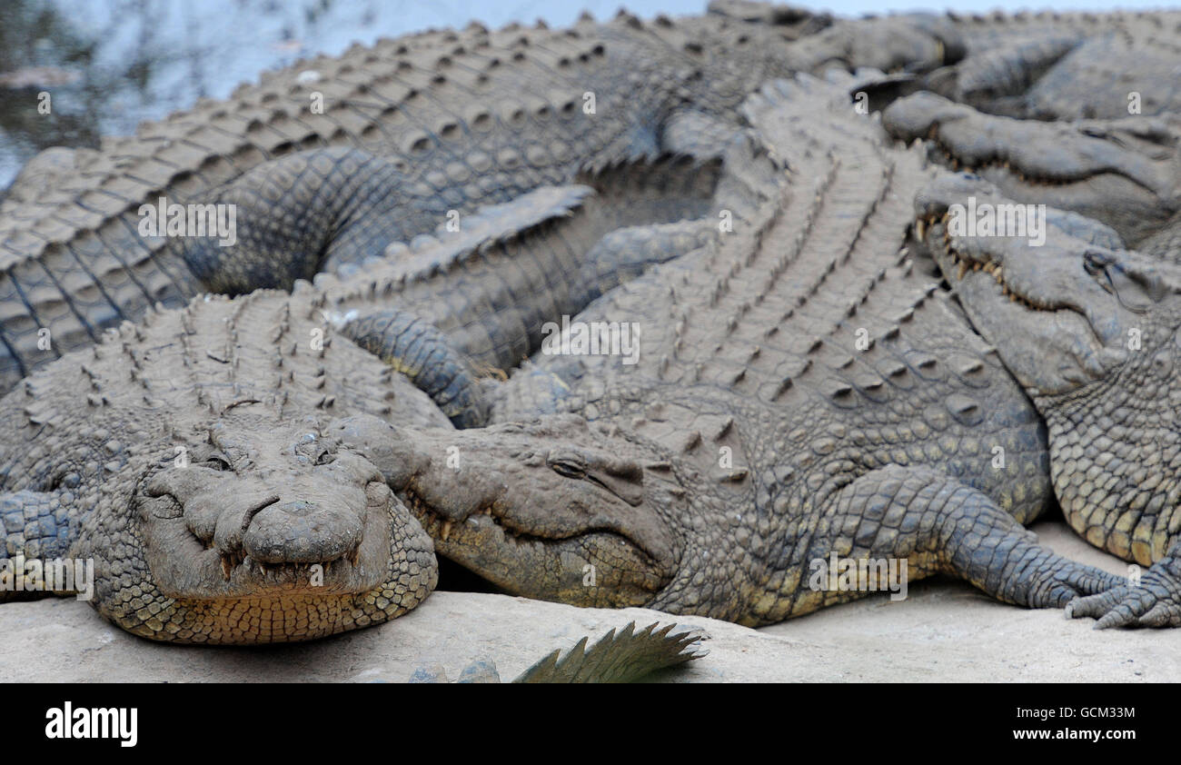 Crocodiles au sanctuaire de crocodiles de Kwena près de Sun City, en Afrique du Sud. Banque D'Images
