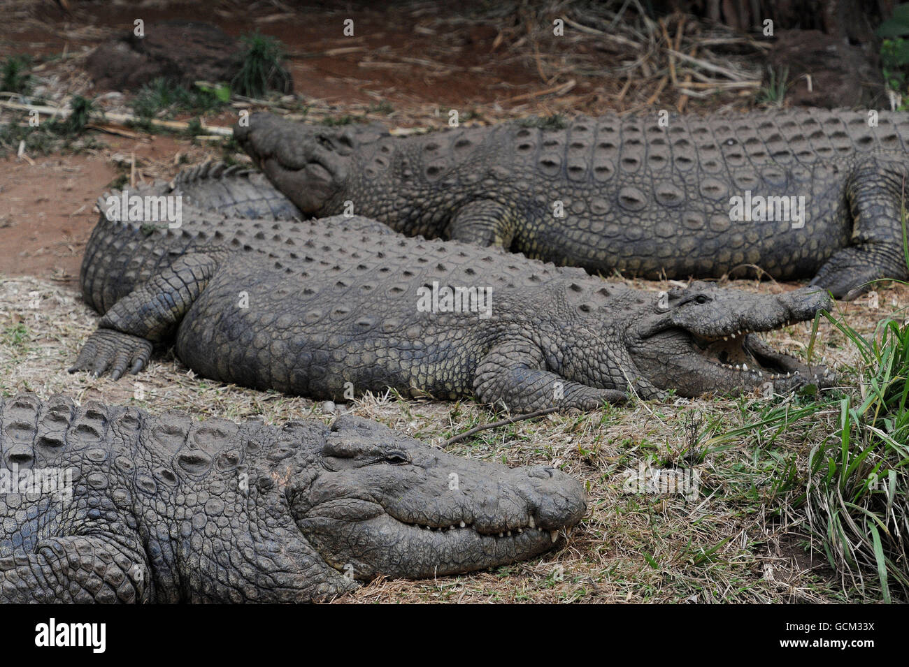 Parc national de Pilanesburg.Crocodiles au sanctuaire de crocodiles de Kwena près de Sun City, en Afrique du Sud. Banque D'Images