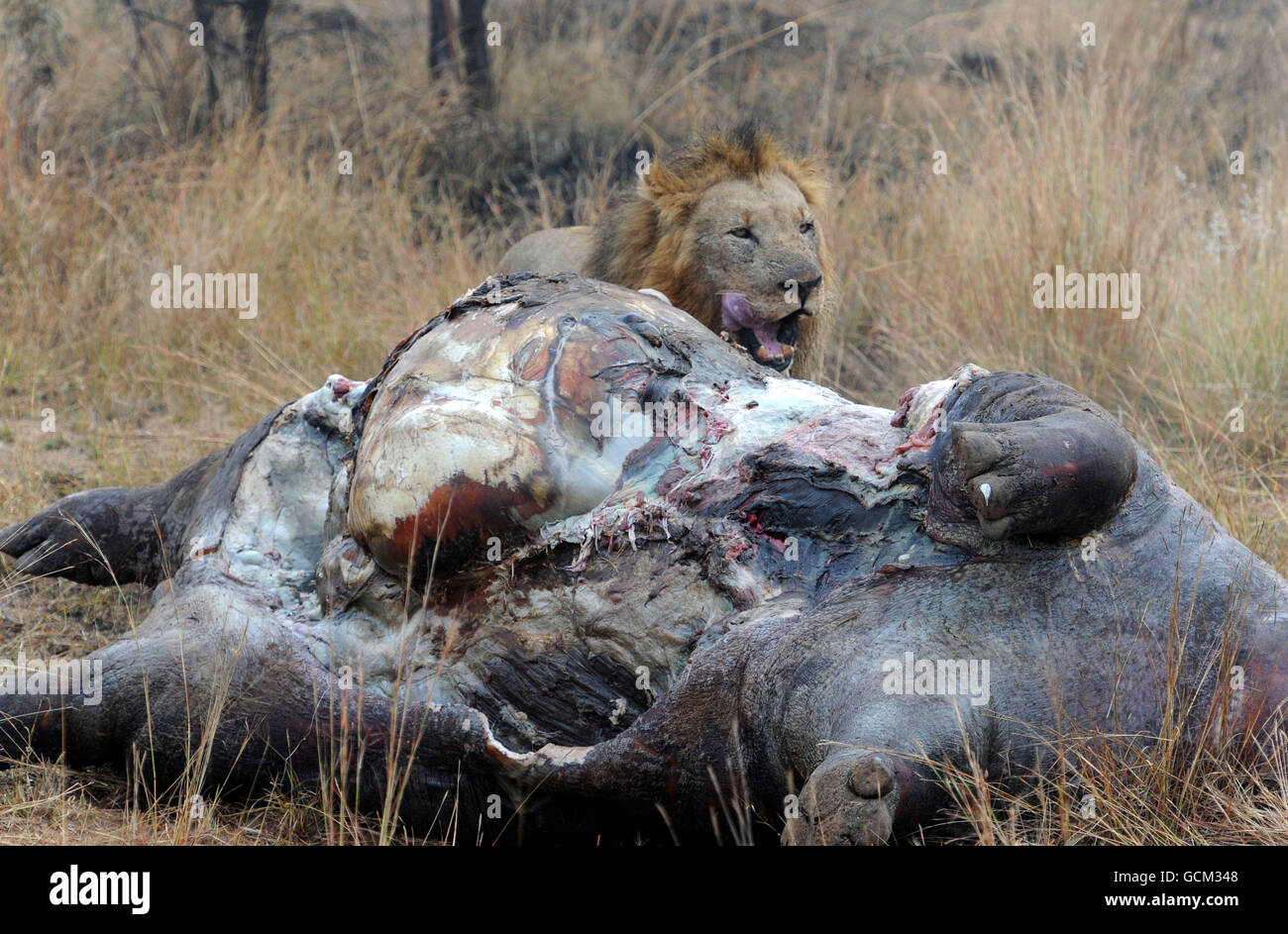 Un lion se nourrit des restes d'un hippopotame mort après qu'il ait été tué lors d'un combat dans le parc national de Pilanesburg près de Sun City, en Afrique du Sud. Banque D'Images