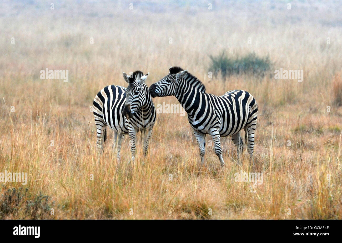 Parc national de Pilanesburg.Zèbres dans le parc national de Pilanesburg près de Sun City, Afrique du Sud. Banque D'Images