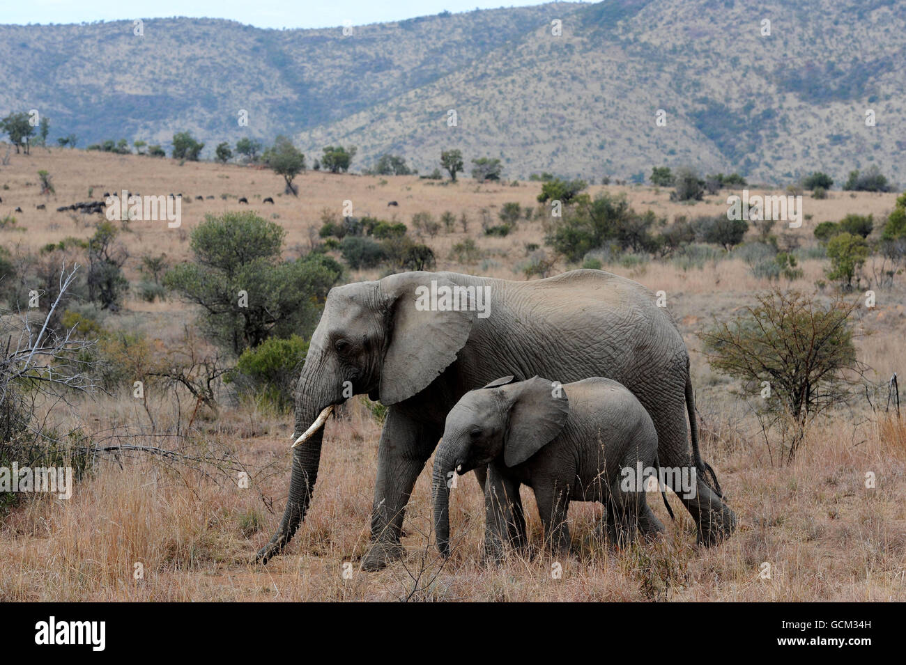 Un éléphant avec son veau dans le parc national de Pilanesburg près de Sun City, Afrique du Sud. Banque D'Images