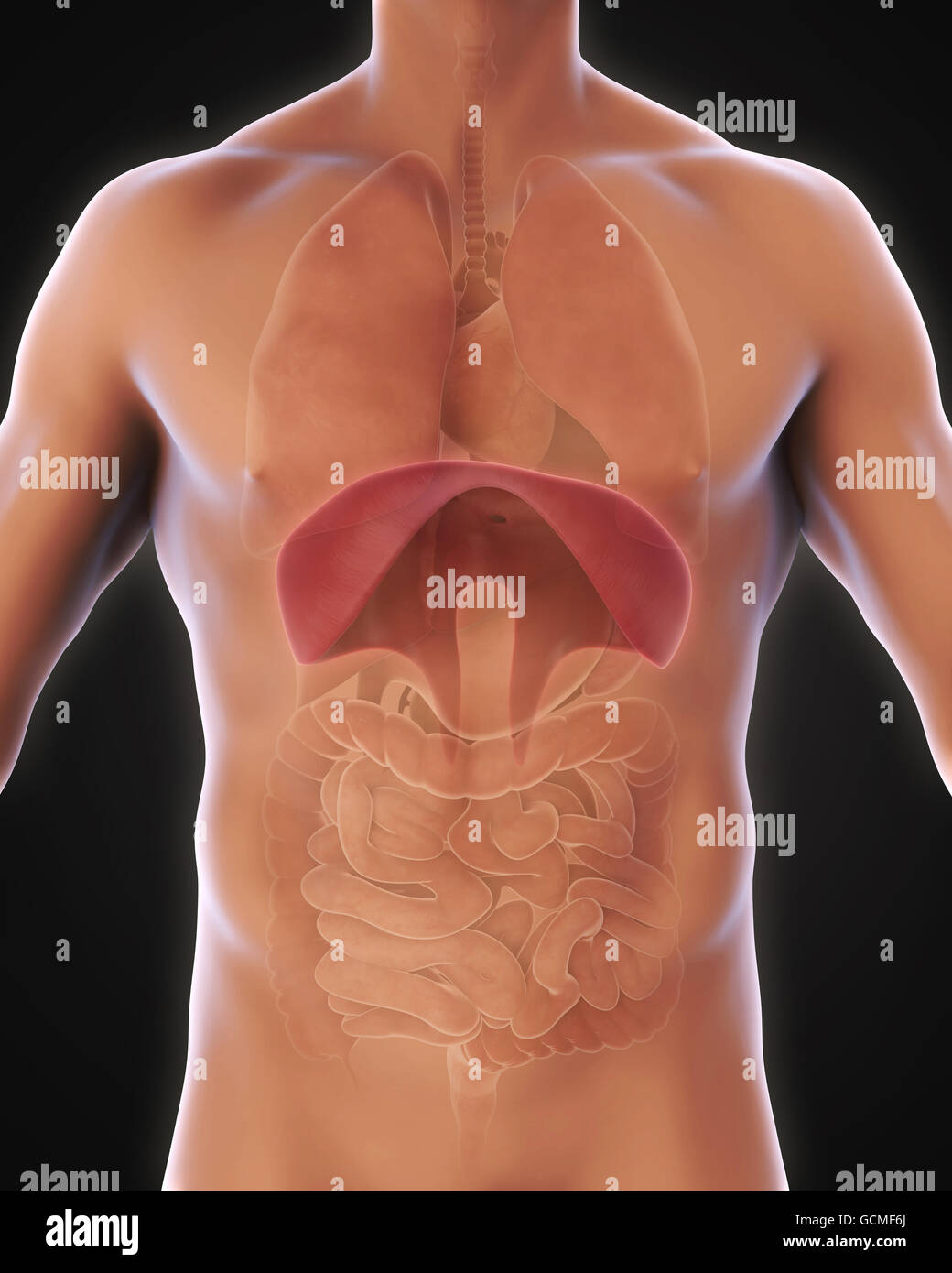 Les droits de l'anatomie du diaphragme Banque D'Images
