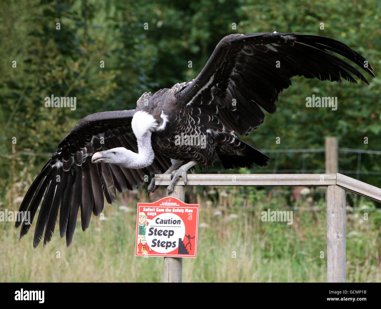 Alex la Vulture pense à prendre le ciel car il est encouragé à voler par le personnel de Blair Drummond Safari and Adventure Park à Stirlingshire. Banque D'Images