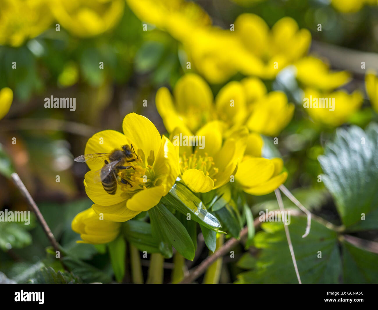 Aconit d'hiver (Eranthis hyemalis) Banque D'Images