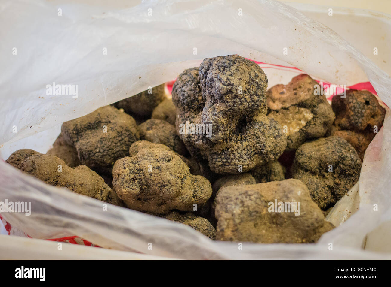 Truffe de Bourgogne fraîchement cueillies à partir de la France dans un sac en plastique Banque D'Images