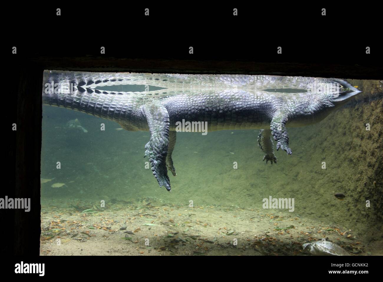 Crocodile Siamois en captivité Banque D'Images