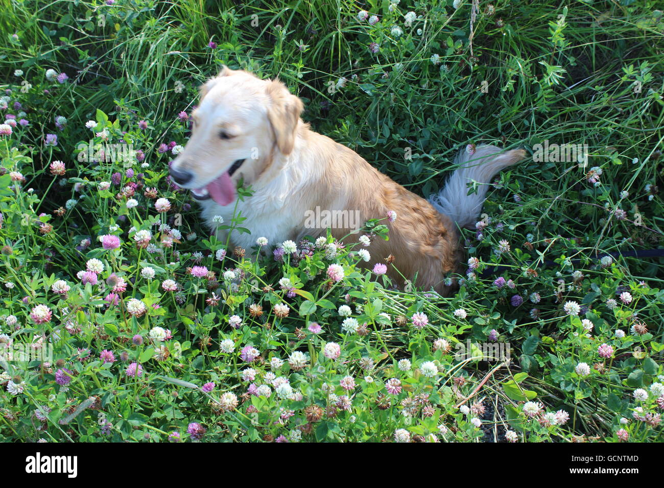 Golden retriever jouant dans un champ. Banque D'Images