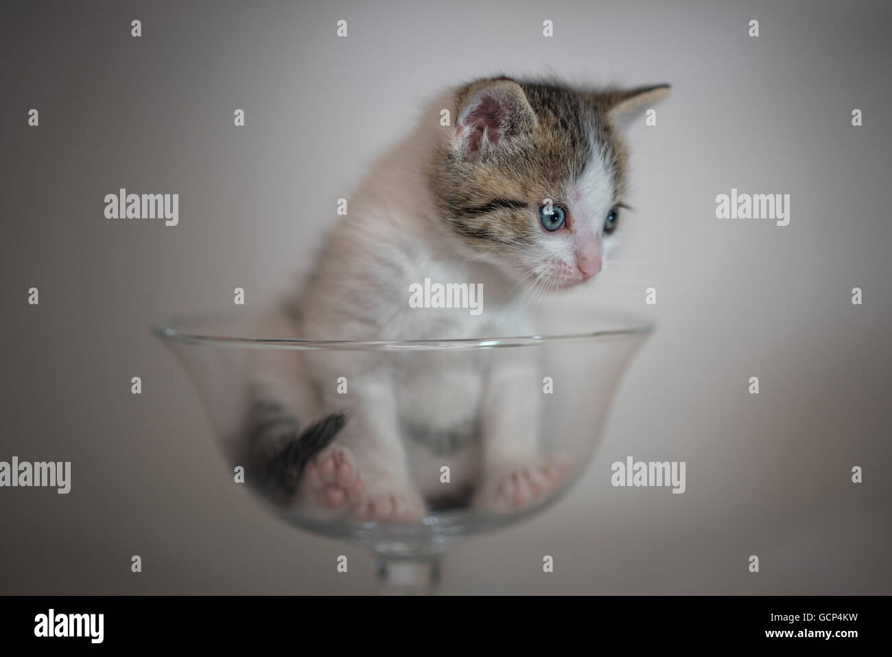 Adorable petit chaton dans tasse en verre Banque D'Images