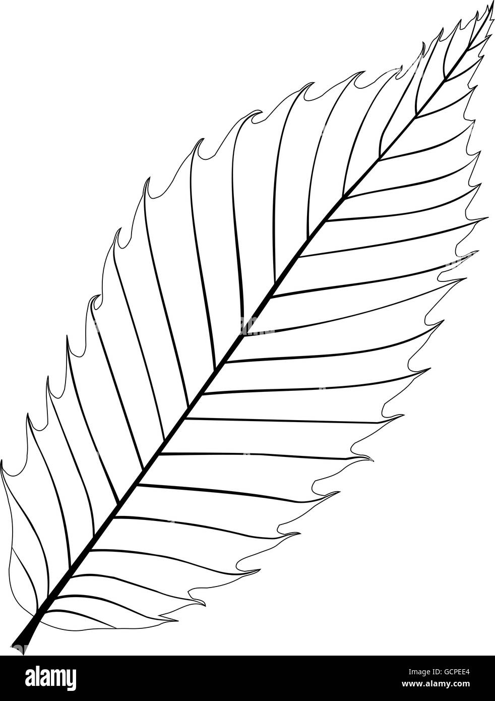 Illustration Vectorielle De Feuille De Châtaignier En Dessin De Style Doodle Dessin Au Trait Noir Blanc Isole Fond Blanc 81466314