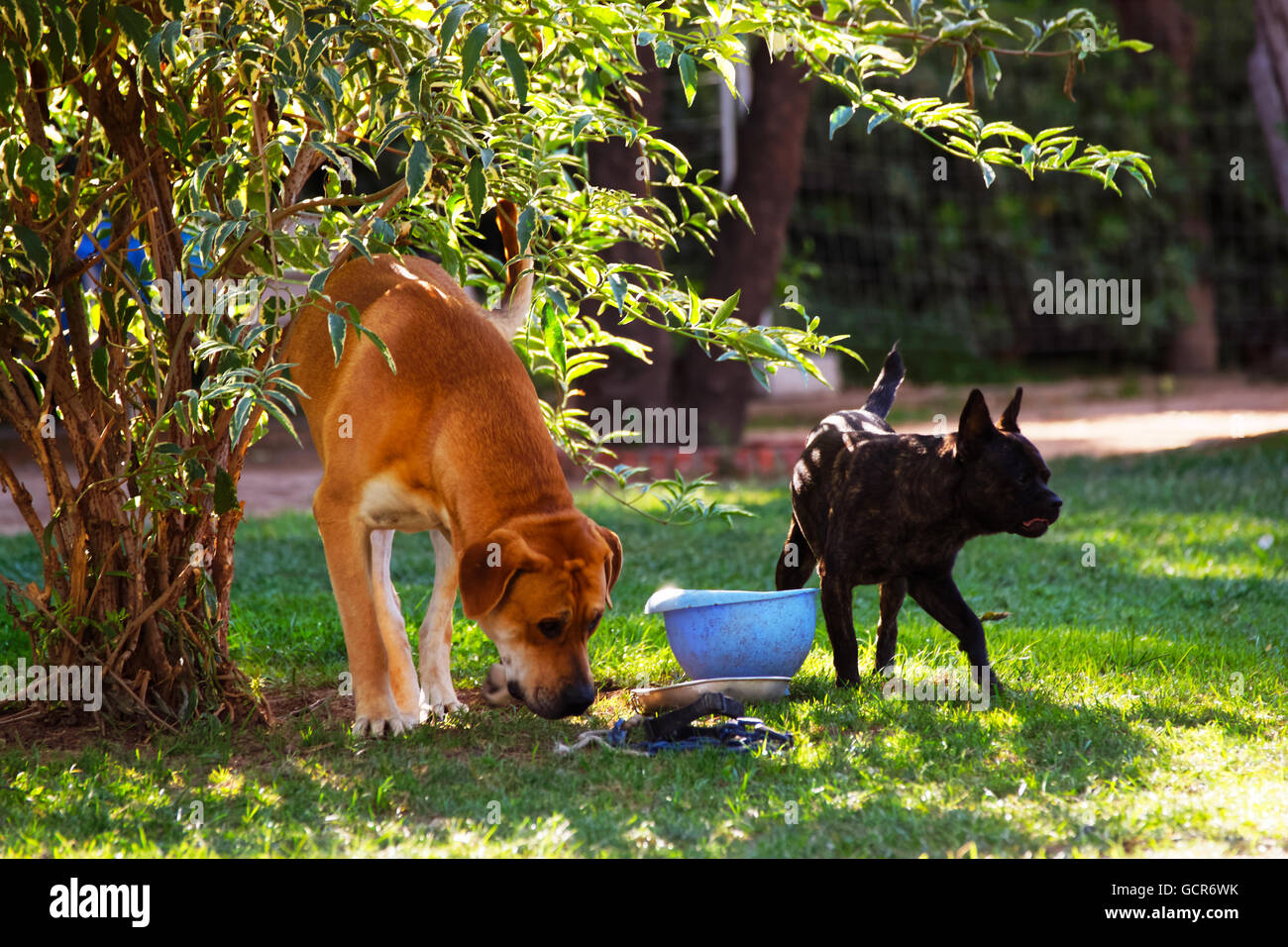 Chiens sur l'arbre dans le parc de la Citadelle de Barcelone, Espagne. Le parc est aussi appelé Parc de la Ciutadella. Barcelone est la capitale de la Catalogne Banque D'Images