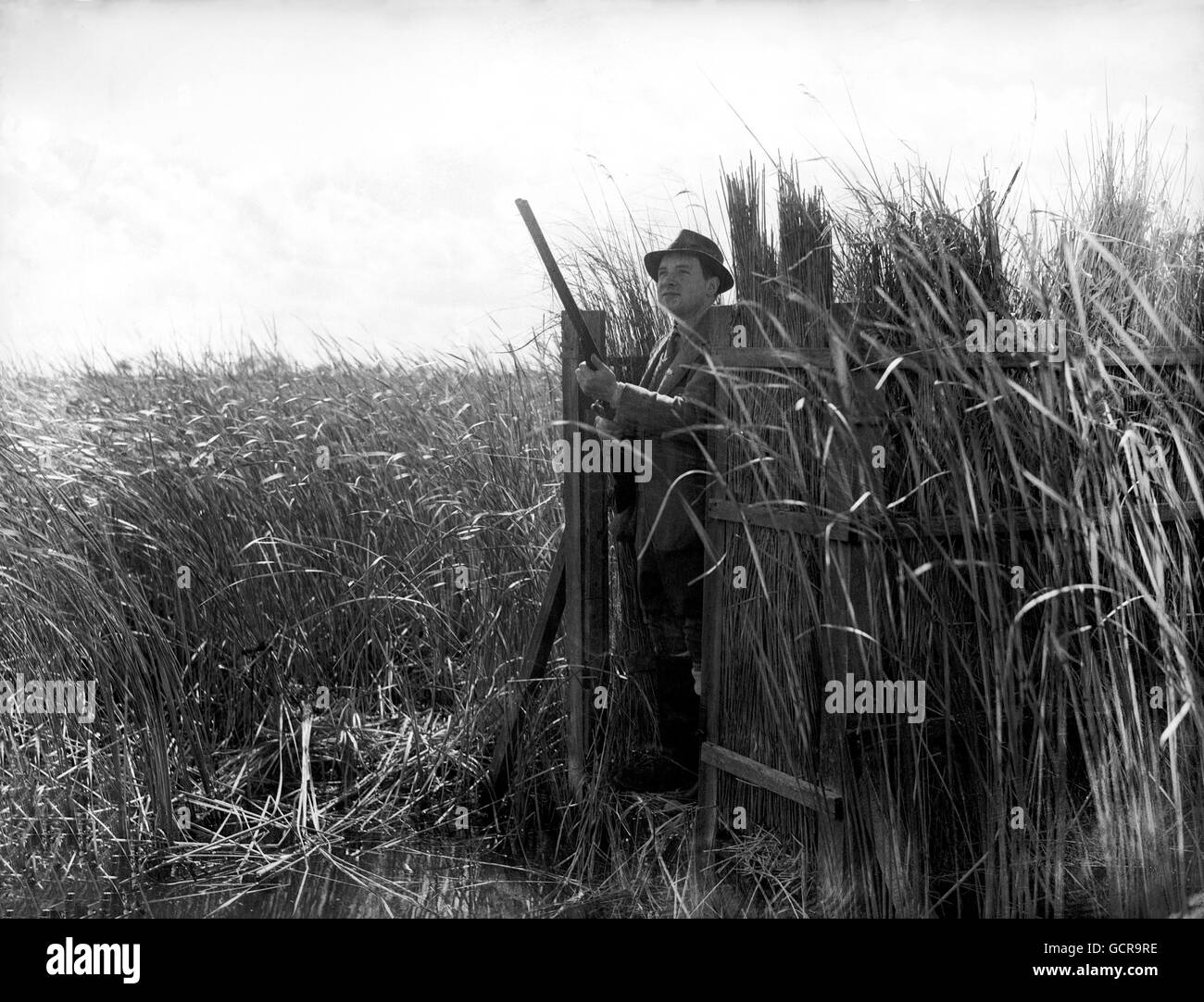 Tirer la chasse - Canard - Norfolk Broads Banque D'Images