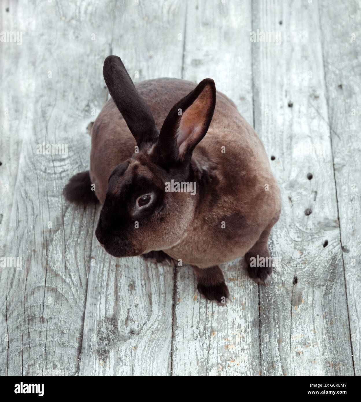 Lapin brun sur une table en bois blanc. L'analyse de la beauté. Castor Rex. Banque D'Images