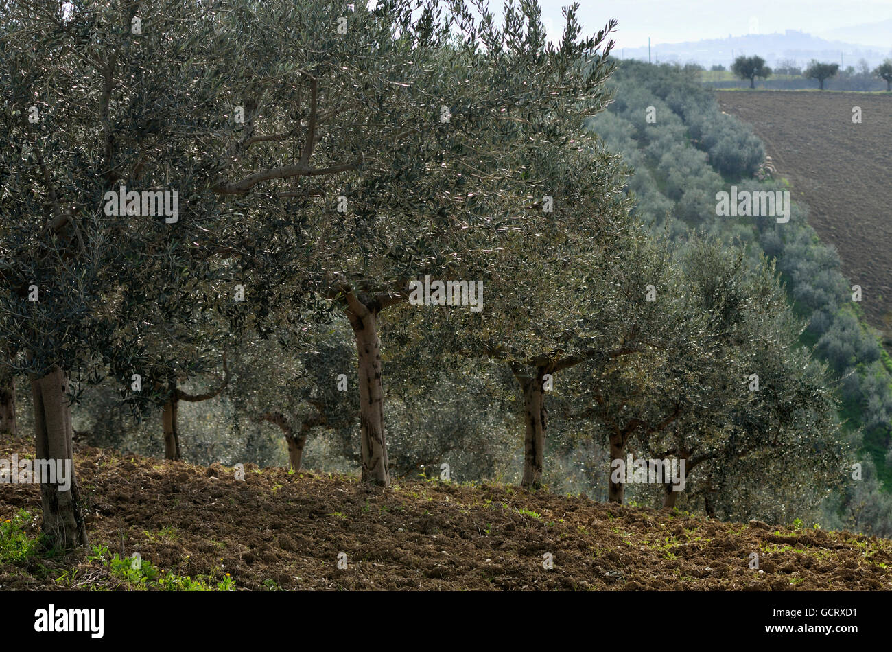 Des oliviers sur un terrain labouré vallonné ; Abruzzes, Italie Banque D'Images