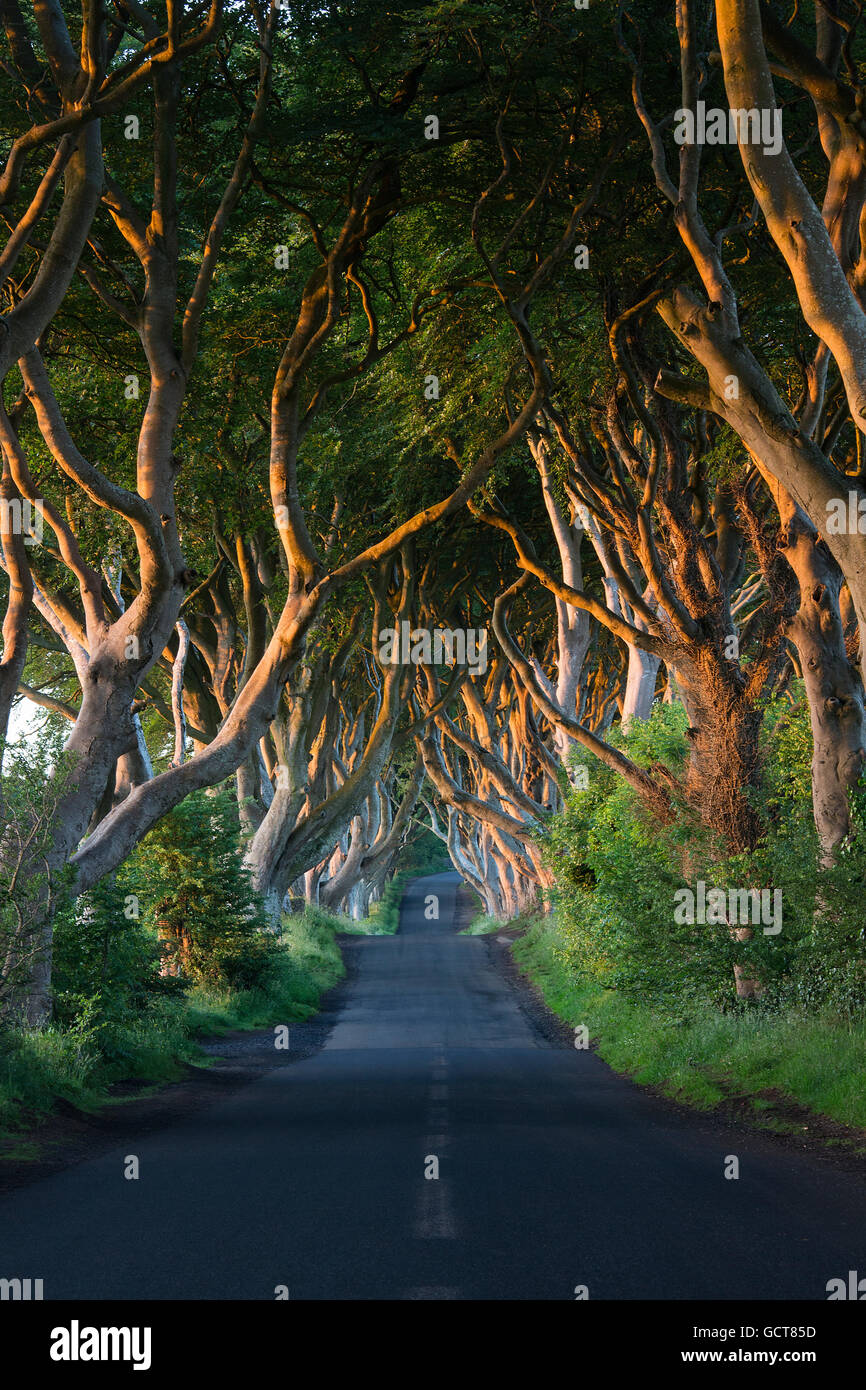 La lumière du soleil tôt le matin sur le 'Dark Hedges' - une allée de vieux arbres dans le comté d'Antrim en Irlande du Nord. Banque D'Images La lumière du soleil tôt le matin sur le 'Dark Hedges' - une allée de vieux arbres dans le comté d'Antrim en Irlande du Nord. Banque D'Images