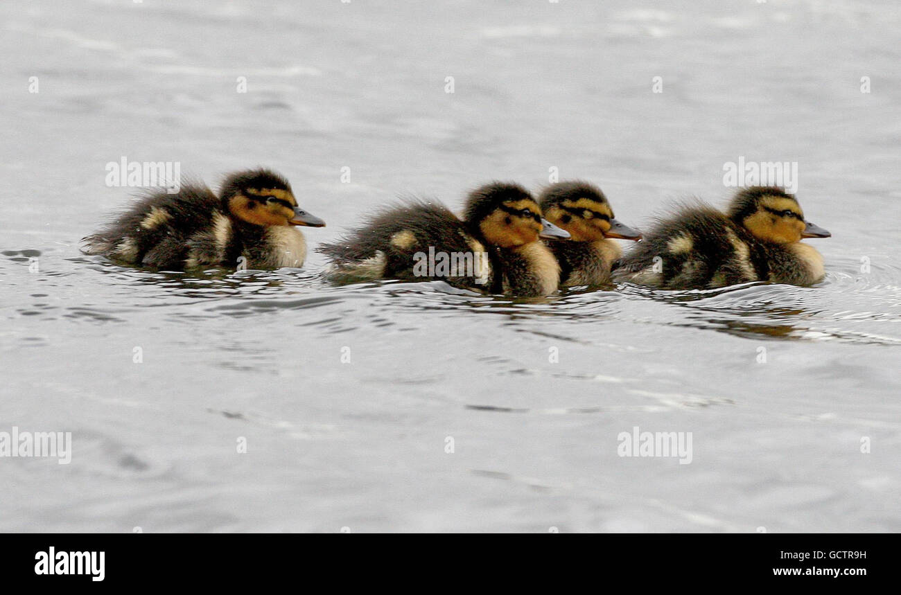 Conduits de la réserve naturelle de Attenborough.Une couvée de canetons, a éclos à la réserve naturelle de Attenborough, dans le tinghamshire, lundi dernier (1er novembre). Banque D'Images