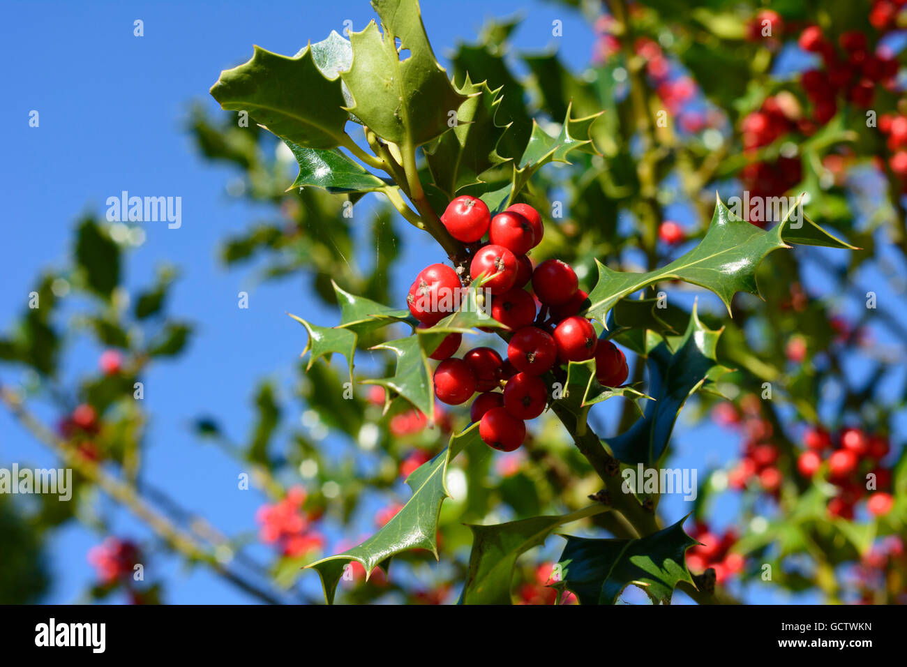 Le houx (Ilex aquifolium L. ) Allemagne Banque D'Images