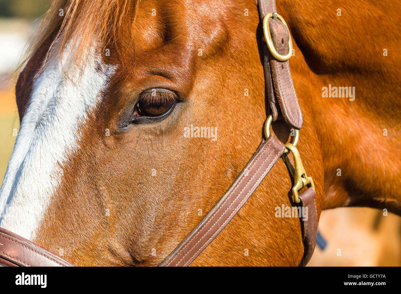 Equestrian horse closeup portrait animal mange des yeux tête toilettage détail hors champ. Banque D'Images
