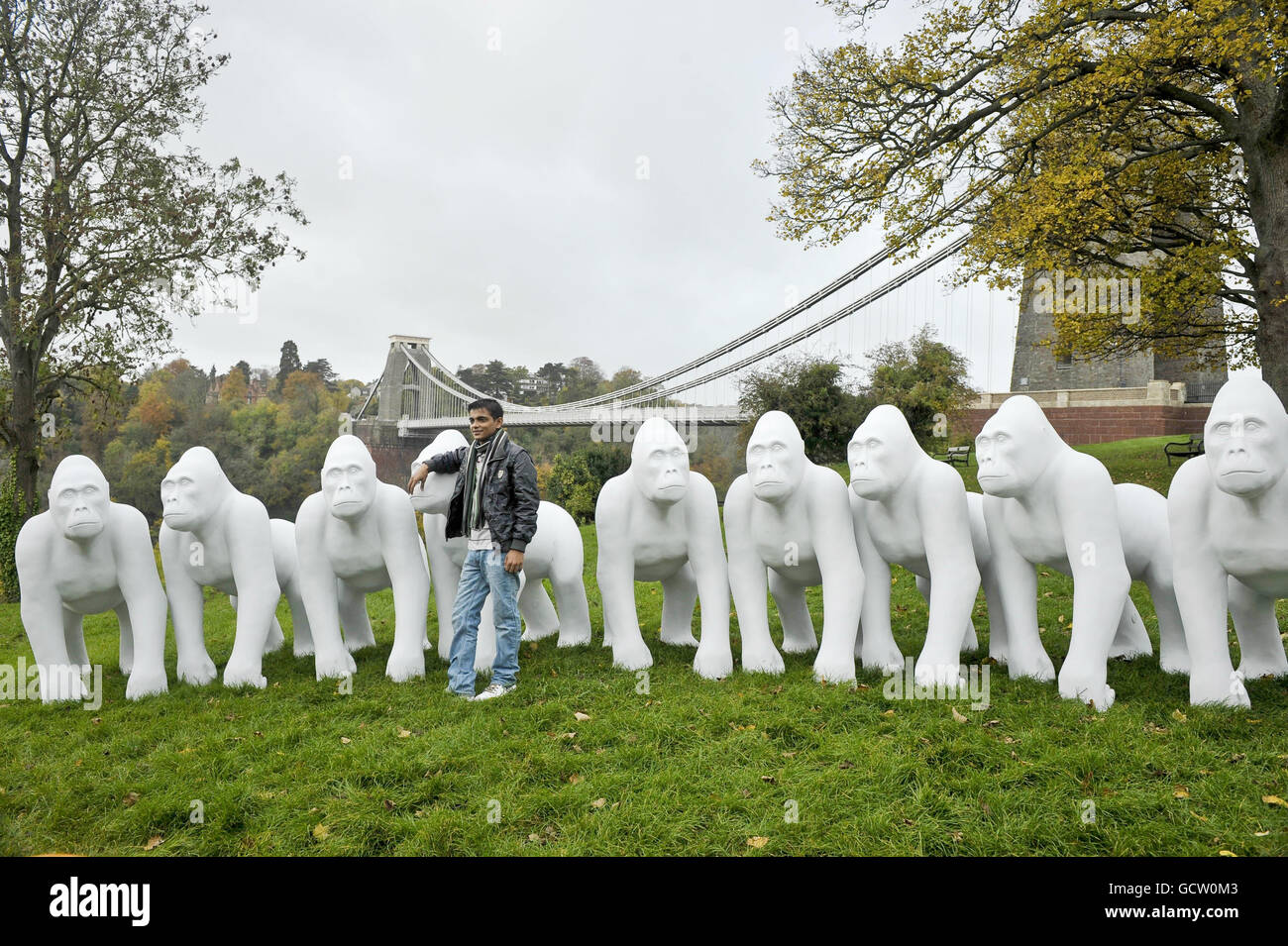 Un touriste chinois pose pour des photos à côté d'une série de sculptures  de gorille grandeur nature à côté du pont suspendu de Clifton dans le cadre  d'un grand événement d'art public