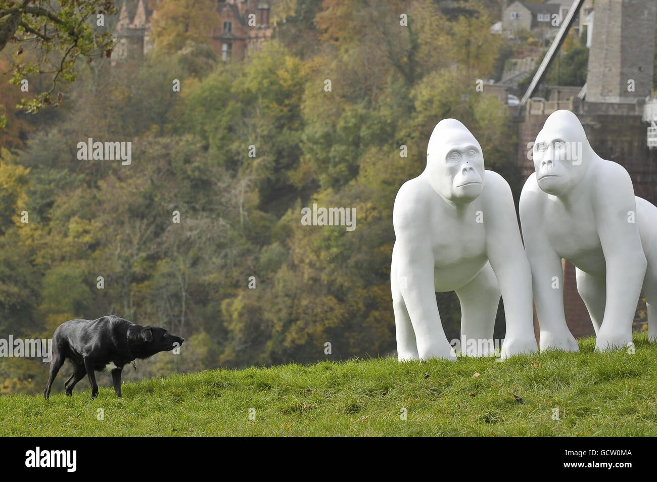 Un chien approche de façon épieuse une série de sculptures de gorille grandeur nature à côté du pont suspendu de Clifton dans le cadre d'un grand événement d'art public pour célébrer le 175e anniversaire de Bristol ZooGardens. Banque D'Images