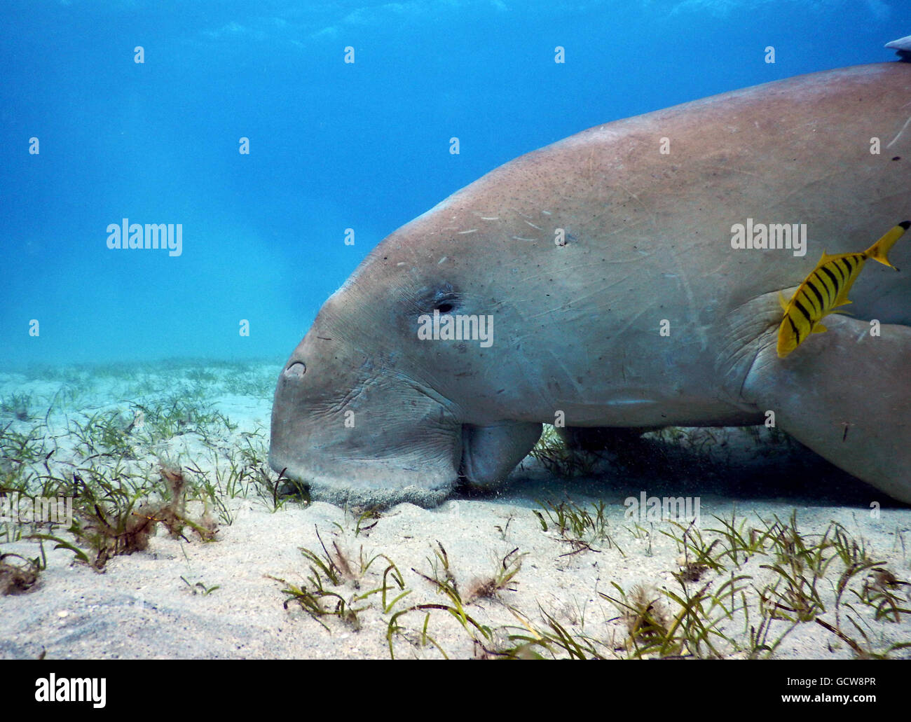 Le Dugong est l'alimentation sur l'herbe marine dans la mer rouge Photo Stock - Alamy Le Dugong est l'alimentation sur l'herbe marine dans la mer rouge Photo Stock - Alamy