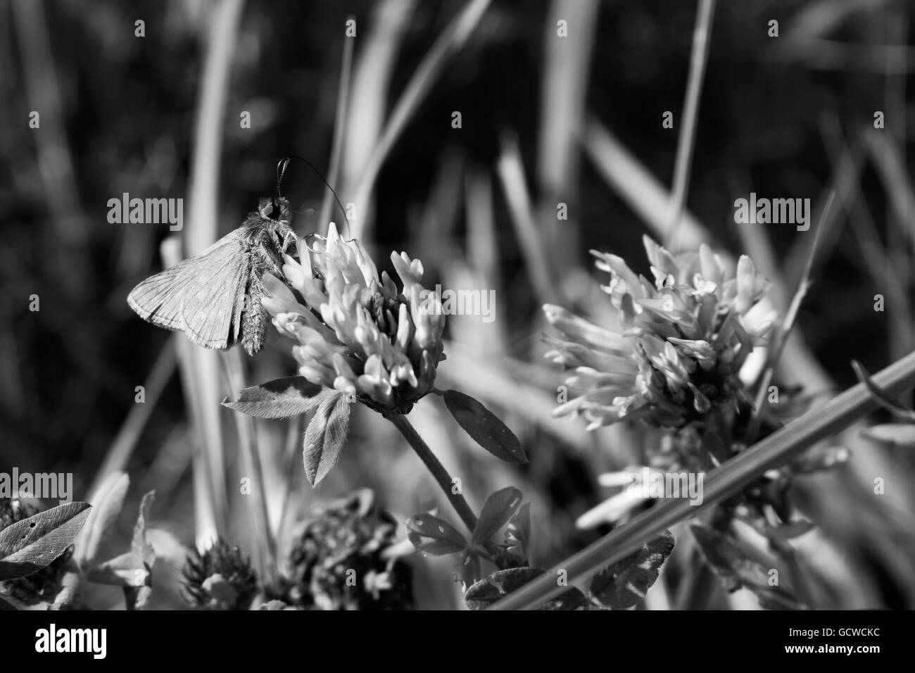 Image en noir et blanc d'un grand patron papillon sur fleur chardon pourpre, Essex, UK Banque D'Images