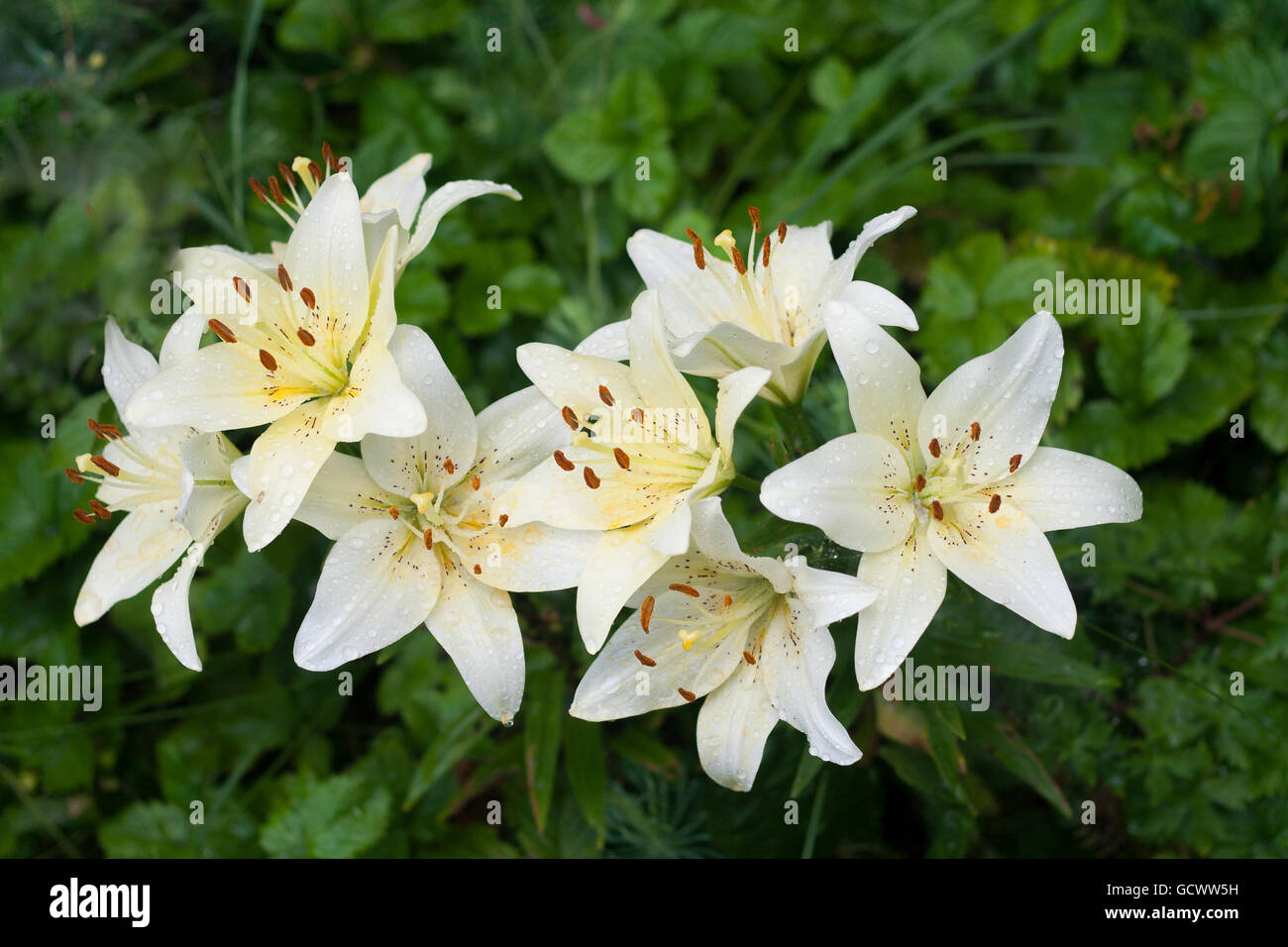 Lys Blanc avec des gouttes de pluie dans le jardin Banque D'Images