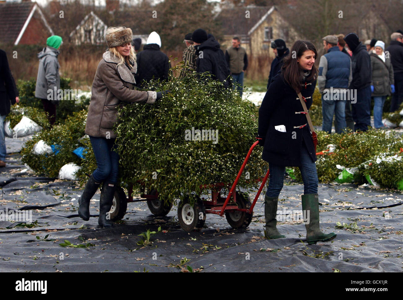 Kate Vogel (à gauche) d'Oswestry aidé par son ami Victoria Gillmon, rassemble le GUI à la vente aux enchères de Tenfbury Mistletoe et Holly pour son mariage le samedi. Banque D'Images