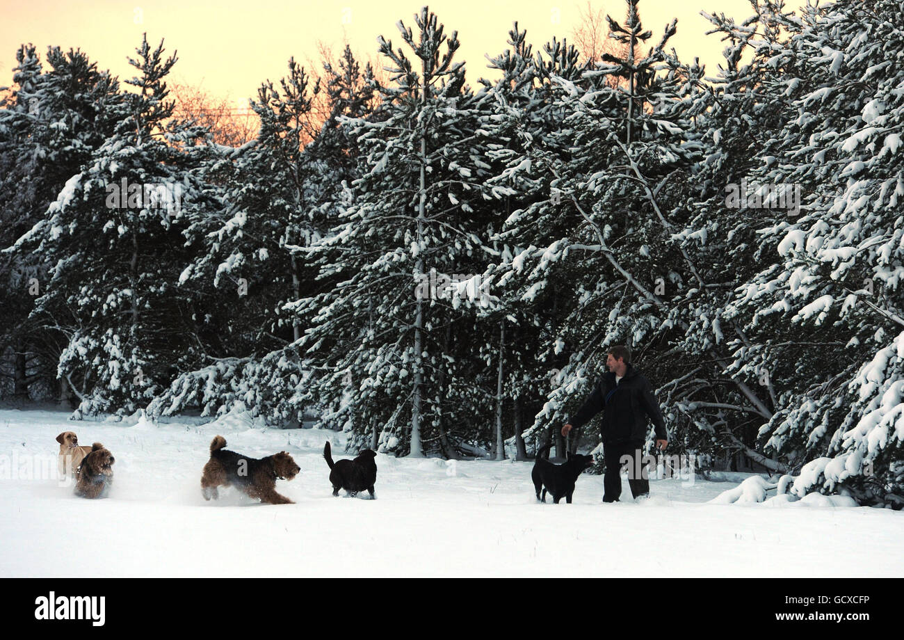 Un homme marche ses chiens à travers la neige profonde au Big Waters Country Park à Newcastle alors que la prise de froid frappe le Royaume-Uni. Banque D'Images