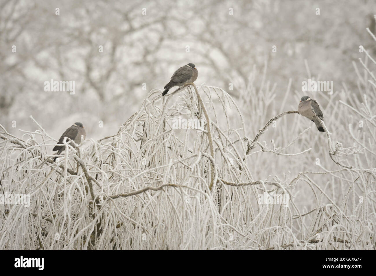 La perchaude de pigeon sur les arbres congelés de Slimbridge Wildfowl & Wetlands Trust, dans la plupart des pays du Royaume-Uni, est encore aujourd'hui dans des conditions inférieures à zéro. Banque D'Images