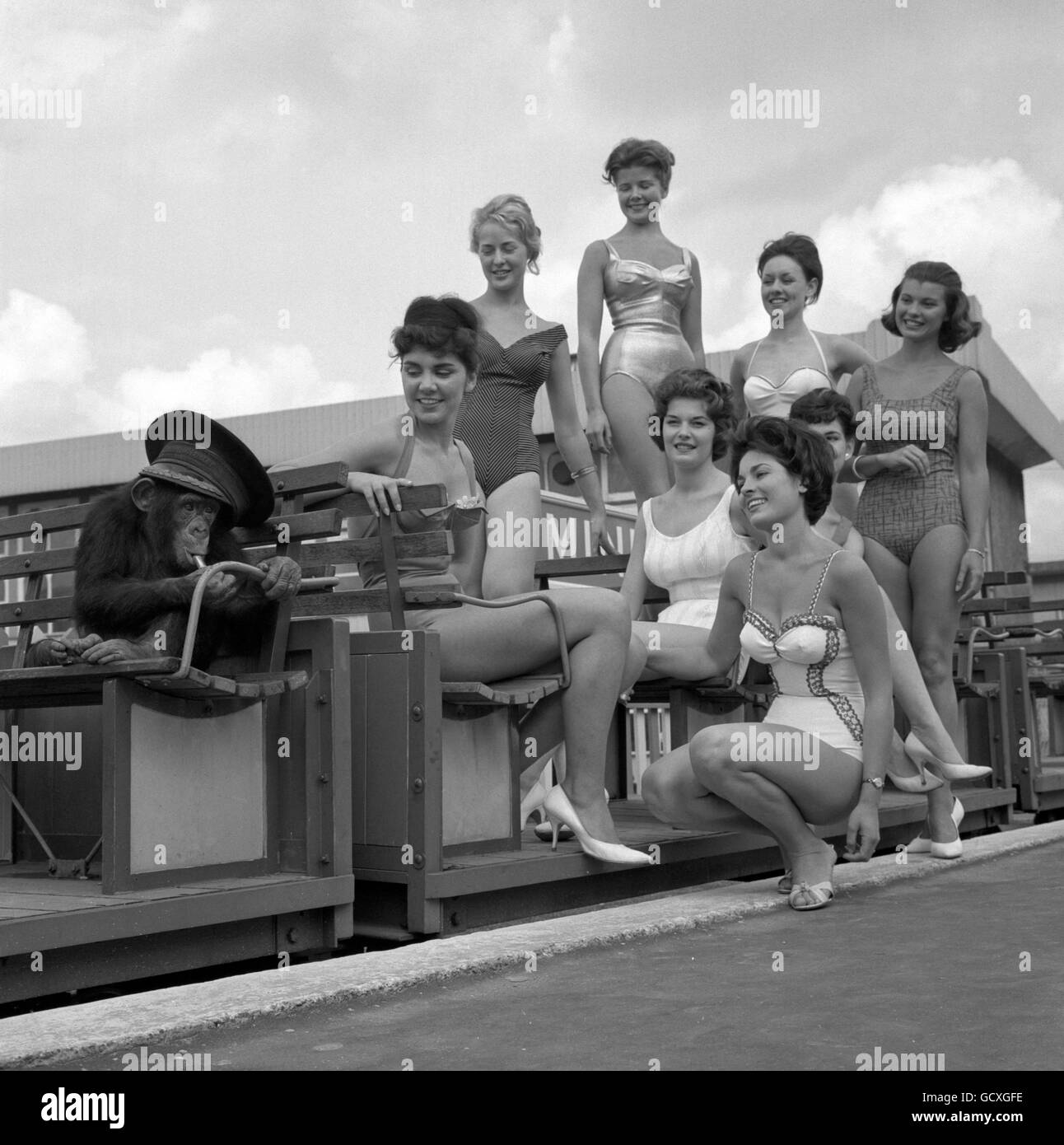 Siffler en bouche et porter son chapeau de bureau, 'Azzie', le chimpanzé, prend une charge de concurrents de beauté pour un tour à Belle vue, Manchester.Sont inclus dans la photo (l-r) Hilda Fairclough, Eileen Sheridan, Marny Birchall, Rosemary Frankland, Margaret Lane,Joan McCormack, Patricia Laird et Rita Taylor. Banque D'Images