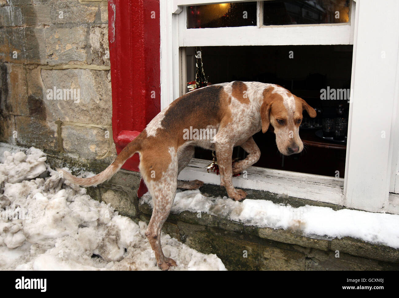 Un chien de la chasse Heythrop lorsqu'il rencontre Chipping Norton dans l'Oxfordshire. Banque D'Images