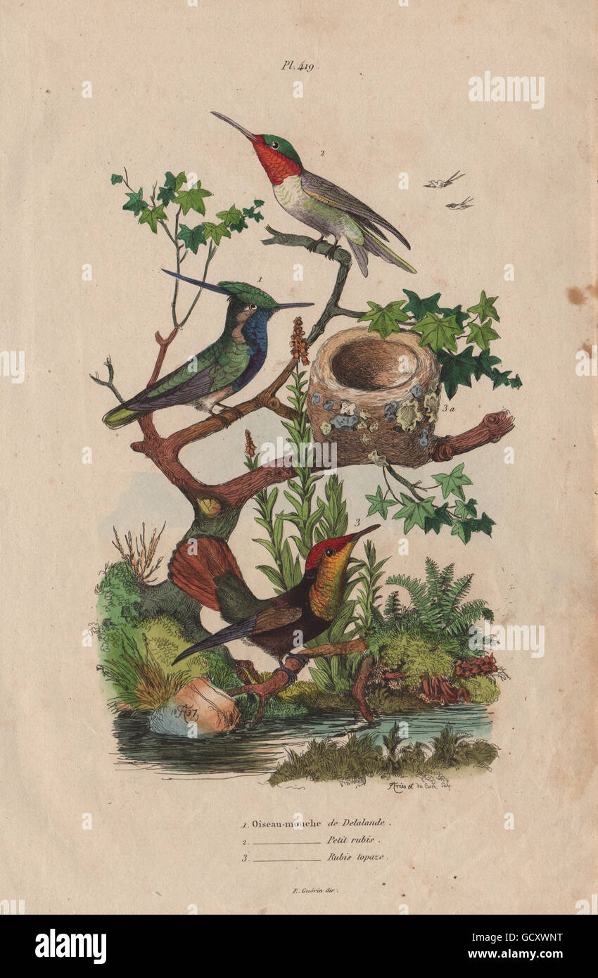 Ruby Topaz Ruby Throated Colibris Delalande Oiseau Mouche 13 Imprimer Photo Stock Alamy Ruby Topaz Ruby Throated Colibris Delalande Oiseau Mouche 13 Imprimer Photo Stock Alamy