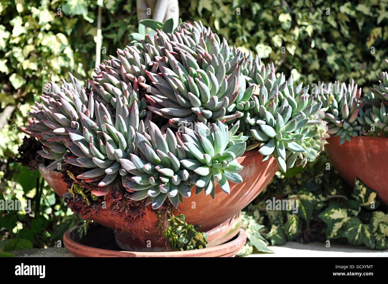 Les plantes succulentes en pot en plein soleil Photo Stock - Alamy