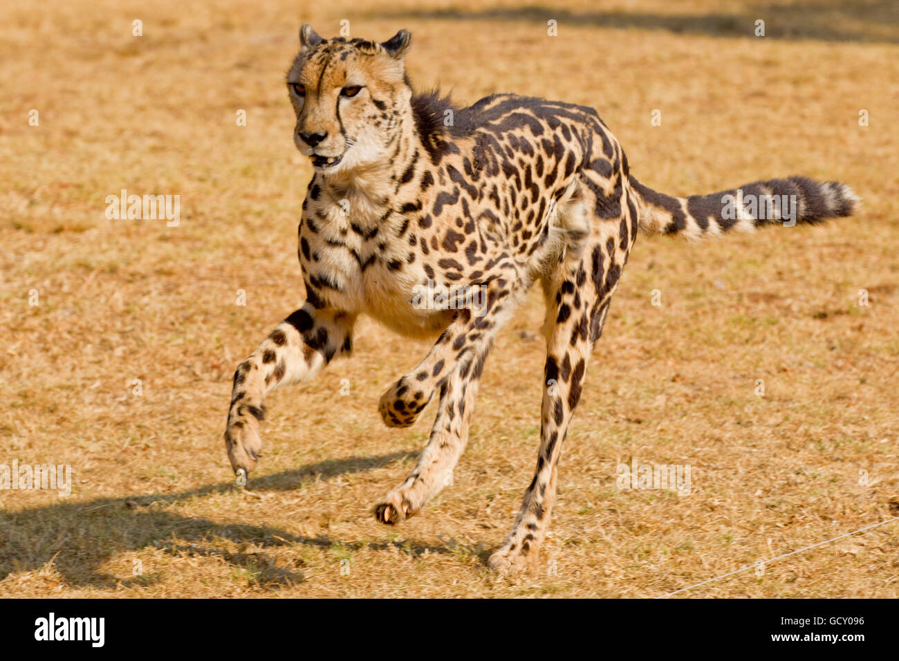 Motif Guepard Banque D Image Et Photos Alamy