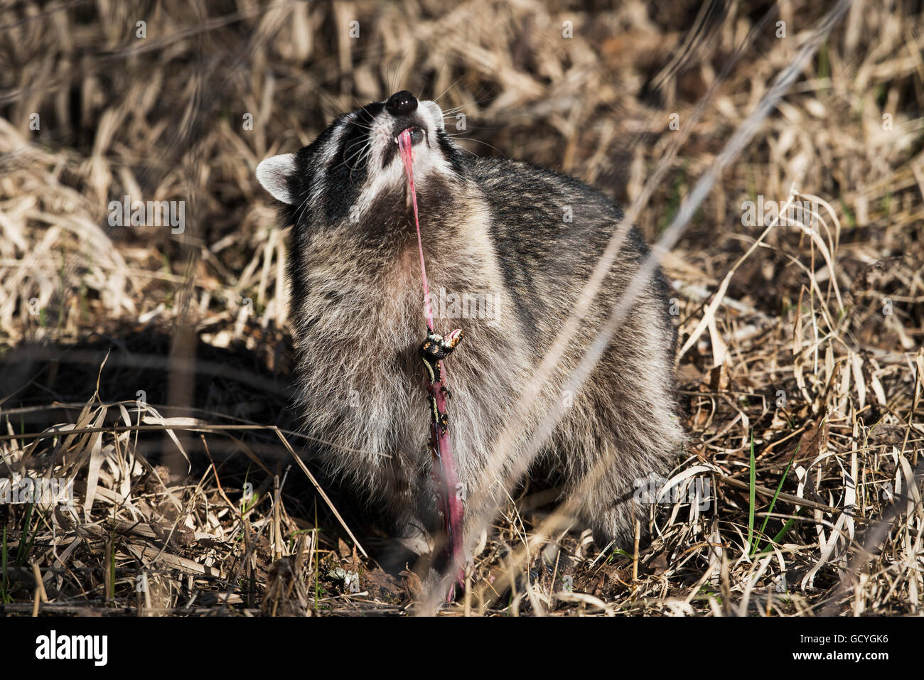 Un raton laveur (Procyon lotor) mange une couleuvre rayée, Ridgefield, Washington, États-Unis d'Amérique Banque D'Images