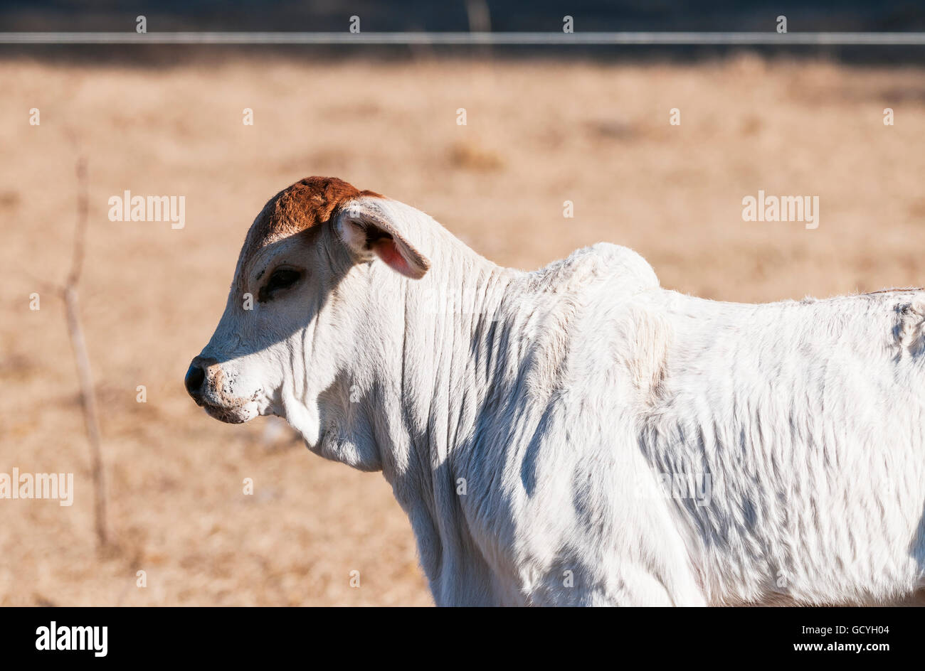 Veau de Brahman ; Gaitor, Floride, États-Unis d'Amérique Banque D'Images