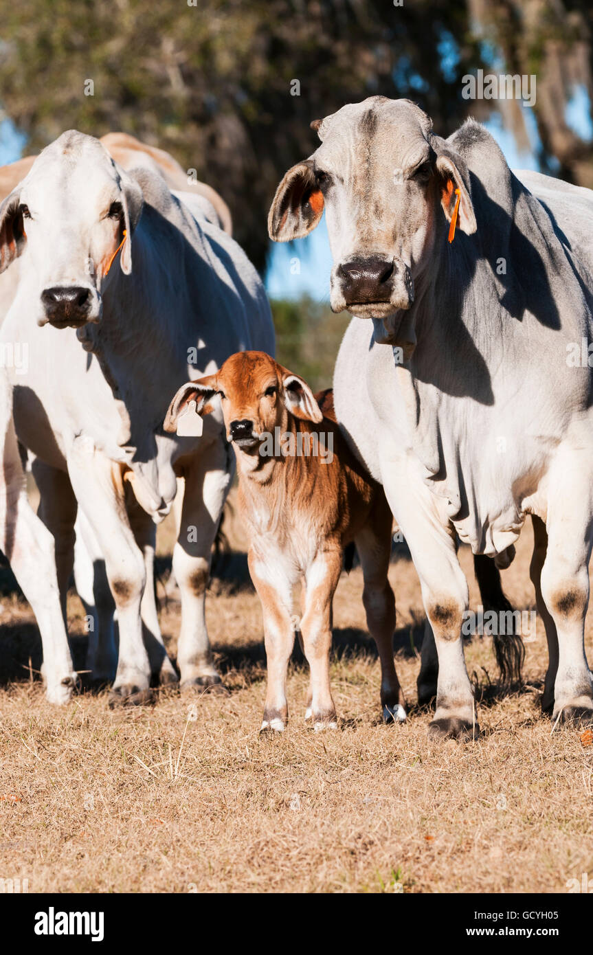 Les vaches Brahman avec veau ; Reddick, Florida, United States of America Banque D'Images